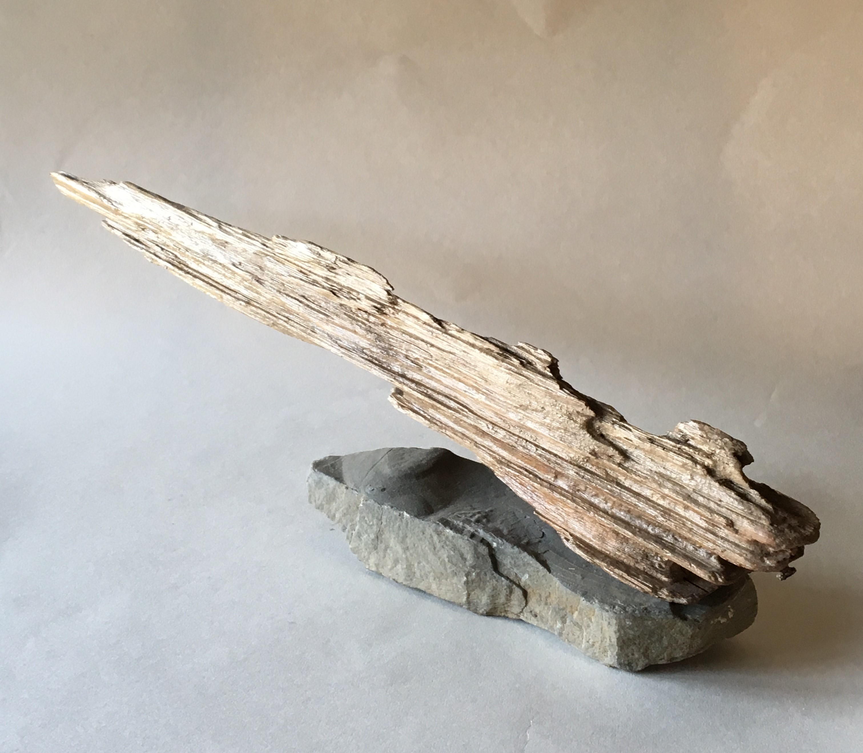 Driftwood